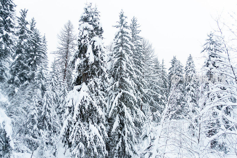 美丽的圣诞场景，冷杉树载着雪站在滑雪斜坡上，完美的圣诞贺卡的观点，在Les arc法国